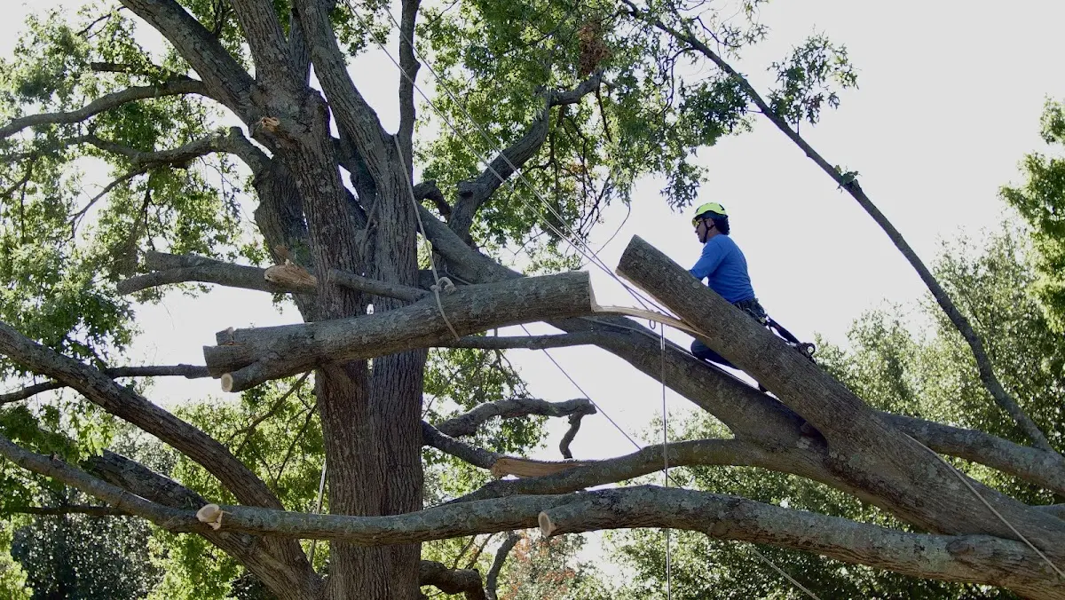 Professional Crown Thinning performed by certified arborists in Walcott