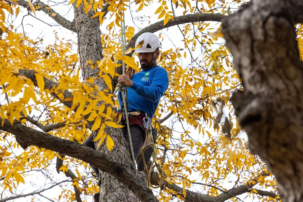 Skilled Tree Trimming crew working in Walcott